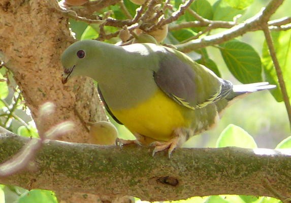 Bruce's Green Pigeon